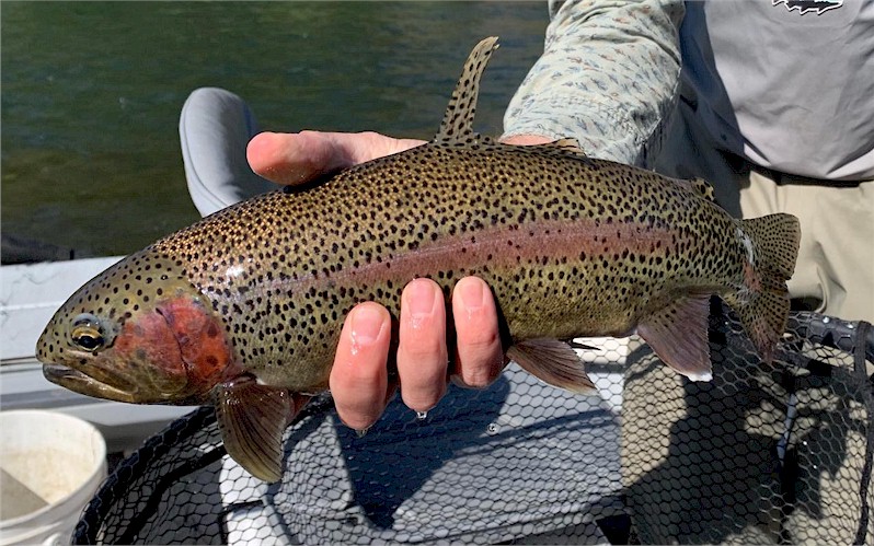 Yakima River Rainbow