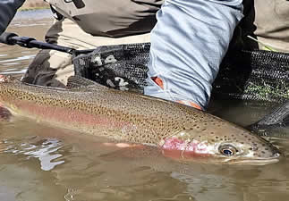 Yakima River Fly Fishing