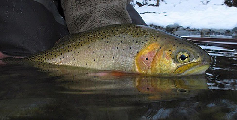 Yakima River Cutthroat Trout