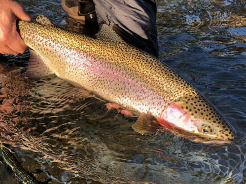 Yakima River Fly Fishing - Worley Bugger Fly Co.