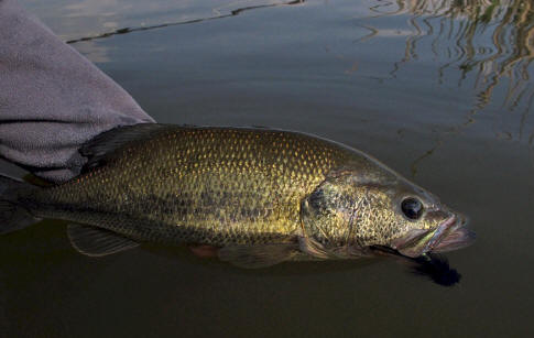 Central Washington Desert Largemouth Guided Fly Fishing Trips